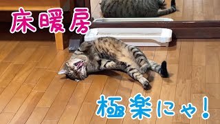 床暖房が気持ち良過ぎて溶ける猫