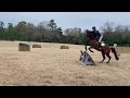 quiberon jumping some xc at home ahead of the 2020 spring season