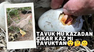 GURK TAVUK KAZ YAVRULARINI ÇIKARTTI #KÖYEGÖÇ #KAZ #KARSKAZI #KAZYAVRUSU #KAZBADİSİ #KAZETİ #YAVRUKAZ