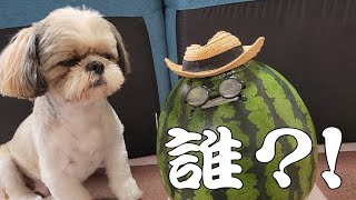 【シーズー】愛犬３匹と夏を食す！！甘いスイカで元気モリモリ！？♡#スイカ#夏の食べ物#多頭飼い