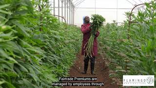 Flamingo Horticulture: Fairtrade Premium