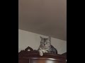 【心霊映像】猫の頭上をオーブが上昇