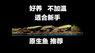 适合新手 好养 不加温的原生鱼推荐 | 小物钓 原生 溪流