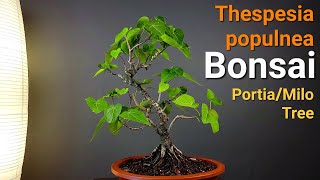 Working on Milo Tree Bonsai. Tropical Portia Tree.  Thespesia populnea