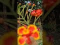 beautiful red and yellow gulmohar flower