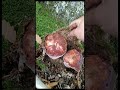 beautiful mushrooms from eastern europe funghi porcini boletus grzyby гриби