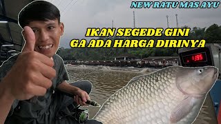 NGERI BANGET !!! CUMA DISINI IKAN 11,95 CUMA JADI POIN | PEMANCINGAN NEW RATU MAS AYU PADALARANG