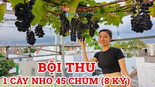 69 || Bội thu 1 cây Nho Hạ Đen cho 45 chùm, 8kg - Cách trồng nho Hạ Đen phần cuối || TOMSAMFAMILY