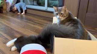 勢い良くクリスマスブーツに突っ込む猫　ラガマフィン　A cat rushing into Christmas boots