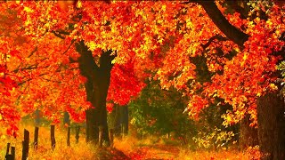 Autumn Fall Scenery,  Peaceful Hymn piano Music, "Golden Autumn Morning Sunrise" by Tim Janis