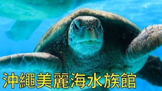 【攝影作品】沖繩美麗海水族館／Okinawa Churaumi Aquarium／沖縄美ら海水族館