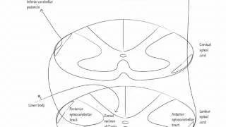 drawittoknowit spinocerebellar system