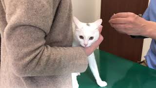 保護した子猫3匹を病院に連れていく（ワクチン）動物病院にかかる金額も公開します