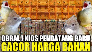 BIKIN GEMPAR ! CUCAK JENGGOT JAWA GACOR HARGA BAHAN KETEMU JUGA CILILIN KONSLET DIKIOS PASAR PRAMUKA