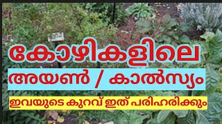 കോഴികളിലെ കാൽസ്യം/ അയൺ എന്നിവയുടെ കുറവ് പരിഹരിക്കാൻ ഈ സസ്യം കൊടുത്താൻ മതി /organic hen farming