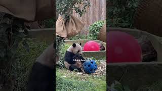 Visiting a zoo in China