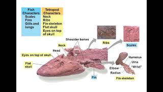 Chapter 34 Vertebrates