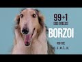 Borzoi / 99+1 Dog Breeds