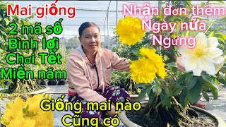 19-1-2025 ☎️0357003719 🌲🌲mai giống các loại -líp cuối năm của nhà vườn-cả nhà ung ho