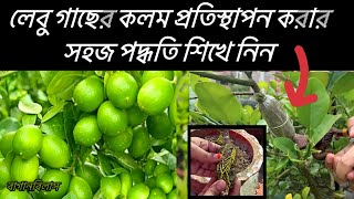 লেবু গাছের কলম প্রতিস্থাপন করার সহজ পদ্ধতি শিখে নিন|লেবু গাছের গুটি কলম|How to grafting lemon tree