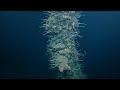 the 2023 northeast pacific deep sea expedition wrap up video