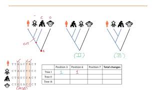Phylogenetics Part 5 - Maximum Parsimony and Maximum Likelihood methods