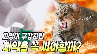 고양이 치약이 꼭 필요할까요? 바르기만 해도 효과가 있을까요? 먹이기만 하면 치솔질을 안해도 될까요?