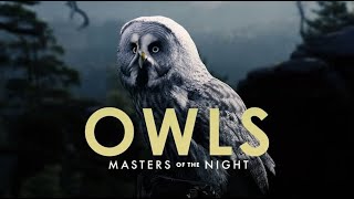 Majestic Owl: The Silent Predator of the Night