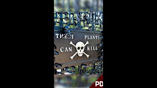 The Alnwick Garden Poison Garden | Plainly Difficult Shorts