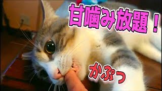 飼い主に甘えて甘噛みしてくる猫たちが可愛すぎたwww