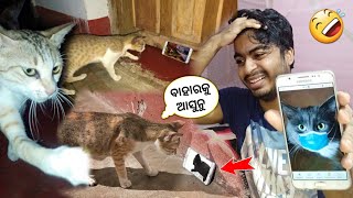 ବିଲେଇ ସହ Prank ହେଇଗଲା 😂 Funny  Cat Reaction