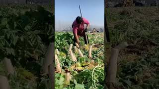 Large White Radish #satisfying #short