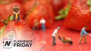 Flashback Friday: Plant Based Diets for Improved Mood and Productivity