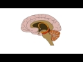 2-Minute Neuroscience Blood-Brain Barrier