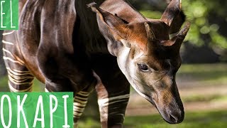 EL OKAPI