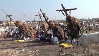 biggest cattle fair of south  india. chadchan cattle fair 2019