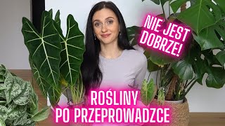 Moje rośliny po przeprowadzce 🪴 NIE JEST DOBRZE❗Roślinki Gosi🌱 Gosia i Miłosz Vlog