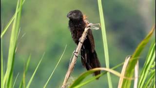 番鵑 Lesser Coucal