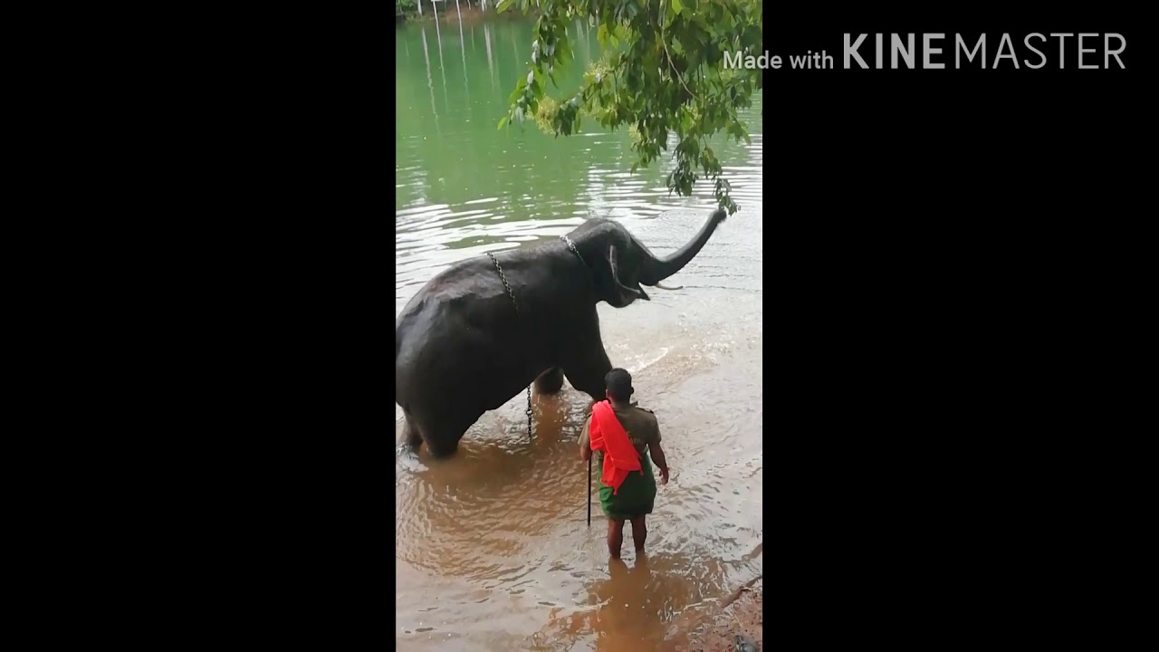 Elephant Bathing | Kottur Elephant Rehabilitation Center |Trivandrum ...