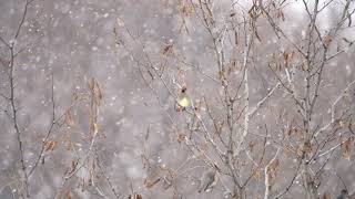 【4K】北海道　野鳥　雪のヒレンジャク