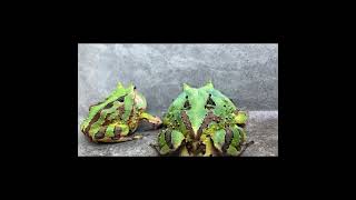 アマゾンツノガエル　Surinam Horned frog　Ceratophrys cornuta　#shorts #shortsvideo