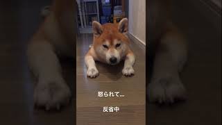 【柴犬だいふく】怒られて反省中（13歳2ヶ月）