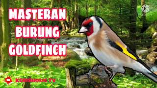 MASTERAN BURUNG GOLDFINCH JERNIH GEMERICIK AIR