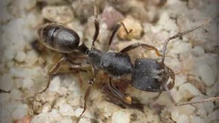 ザ・アンツ（TheAnts）の特級孵化で青品質特化アリのカタヅノハリアリ（Odontoponera transversa）が孵化する瞬間！！当特化アリ保有済みの為、自動的に対応特化アリ残骸に変換。