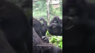 Mountain Gorilla, gorilla, mountain gorilla documentary