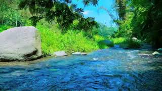 Calming Forest Stream. Relaxing Water Sounds. (10 hours). Soft River White noise for sleeping