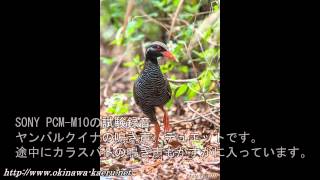 ヤンバルクイナの鳴き声テスト録音