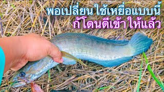 เหยื่อตัวนี้ไว้ใจได้..ที่สุดแห่งความหมาน | วิถีพื้นบ้าน เดลิเวอรี่