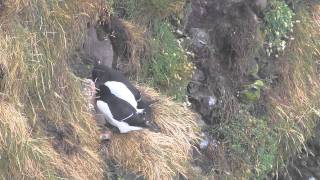 Alk   Razorbill   Fowlsheugh   Luuk Punt 110613 1