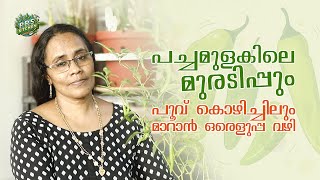 പച്ചമുളകിലെ മുരടിപ്പുംപൂവ് കൊഴിച്ചിലും മാറാൻ ഒരെളുപ്പ വഴി | Krishi Malayalam | Chilly Farming